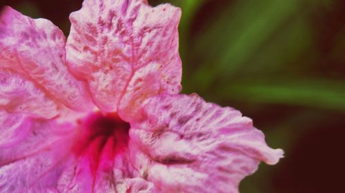 Close-up of pink flower