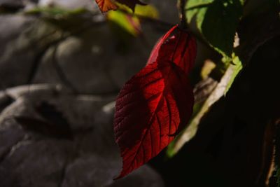 Close-up of red leaves against blurred background