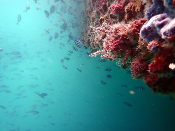 Fish swimming in sea