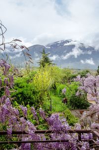 Scenic view of flowering plants and mountains against sky