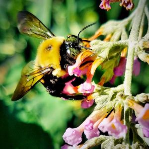 Close-up of insect on flower