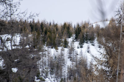Trees on snow covered land against sky