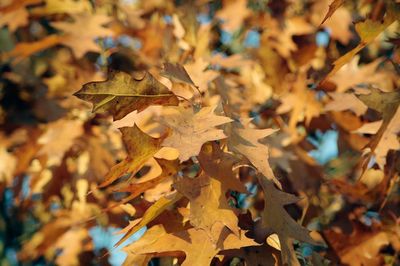 Close-up of leaves on tree