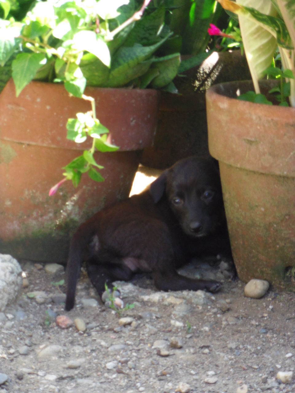 PORTRAIT OF DOG SITTING ON PLANT