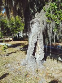 Trees in forest