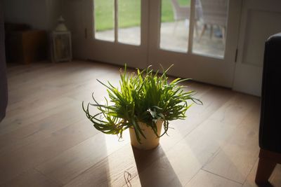 High angle view of potted plant on table at home