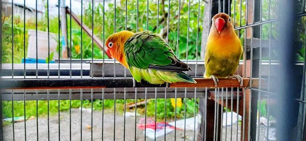 View of parrot perching in cage