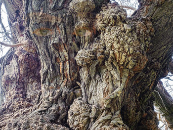 Low angle view of tree trunk on rock