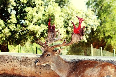 View of deer on tree