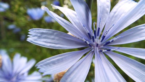 Close-up of purple flowers