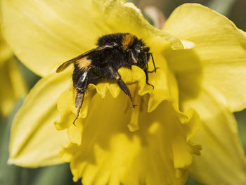 Close-up of bee pollinating on yellow flower