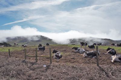 Flock of birds on field against sky