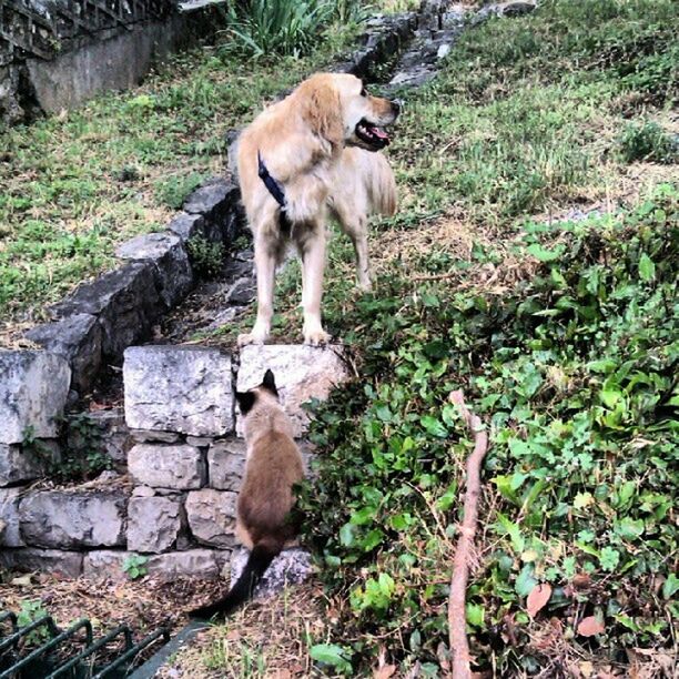 animal themes, animals in the wild, mammal, wildlife, one animal, standing, full length, field, nature, rock - object, young animal, no people, outdoors, two animals, animal family, day, sitting, grass, vertebrate