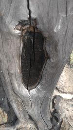 Close-up of lizard on tree trunk