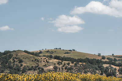 Sunflower field with hills in background