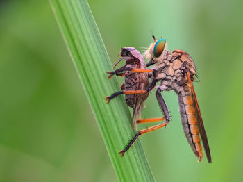 Close-up of insect on plant