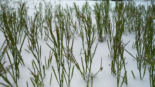 Close-up of plants growing in lake