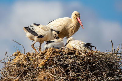 Birds perching on nest