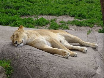 View of a cat resting