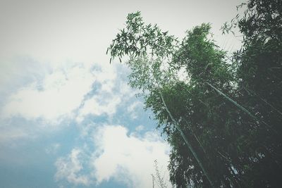 Low angle view of trees against sky