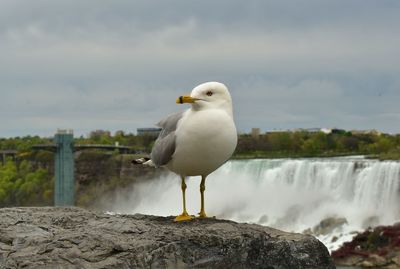 Seagull perched at edge of niagara falls