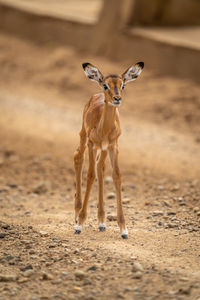 Baby common impala stands on dirt track