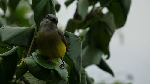 Close-up of bird perching on branch