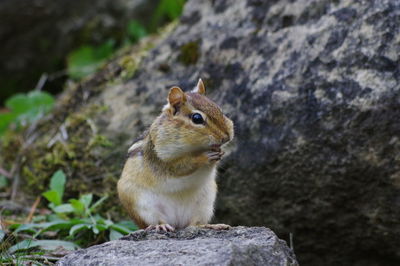 Close-up of squirrel