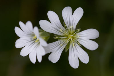 Close-up of white flowering plant