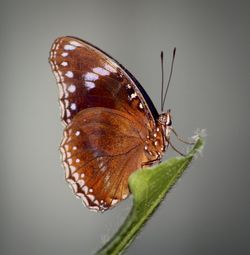 Close-up of butterfly perching on leaf over white background