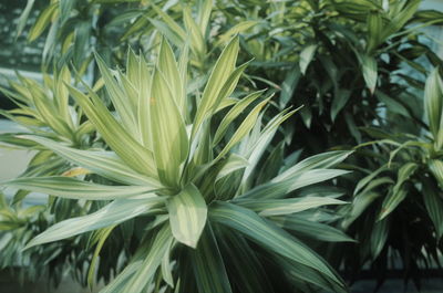 Full frame shot of plants