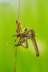 Close-up of dragonfly on plant -big eat