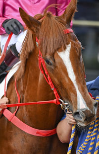 Close-up of horse