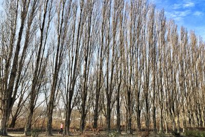 Low angle view of trees against sky