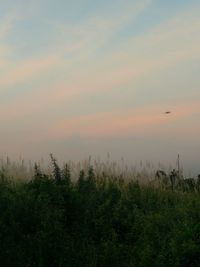 Scenic view of field against sky at sunset