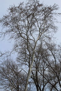 Low angle view of bare trees against sky