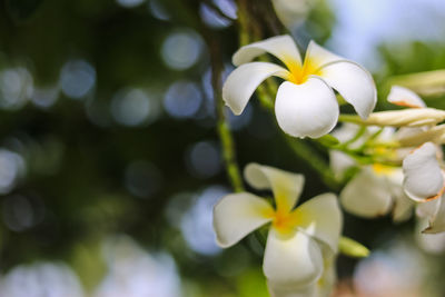 Close-up of white flowering plant