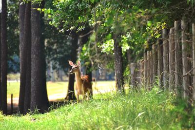 Deer in a field