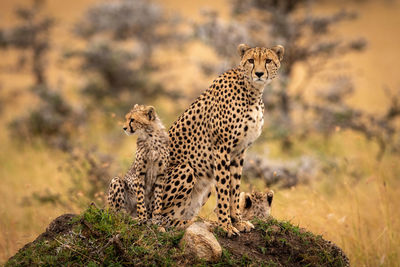 Cheetahs sitting on rock in forest