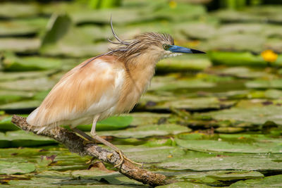 Close-up of bird perching on wood in pond