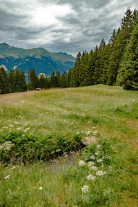 Scenic view of pine trees against sky