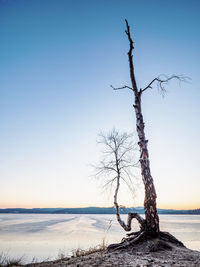 Bare tree on snow covered land against sky