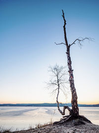 Bare tree on snow covered land against sky