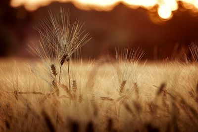 Close-up of wheat growing on field