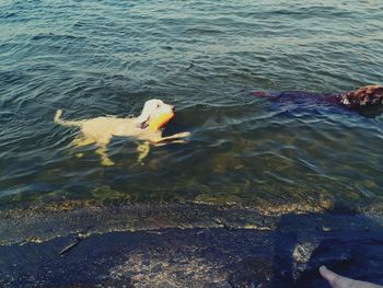 High angle view of duck swimming in sea