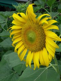 Close-up of sunflower