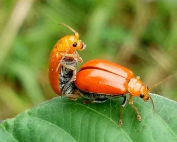 Close-up of ladybug on leaf