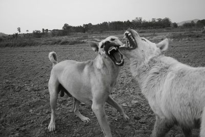 View of two dogs on field
