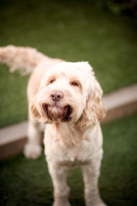 Close-up portrait of dog