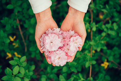 Close-up of hand holding pink flowering plant
